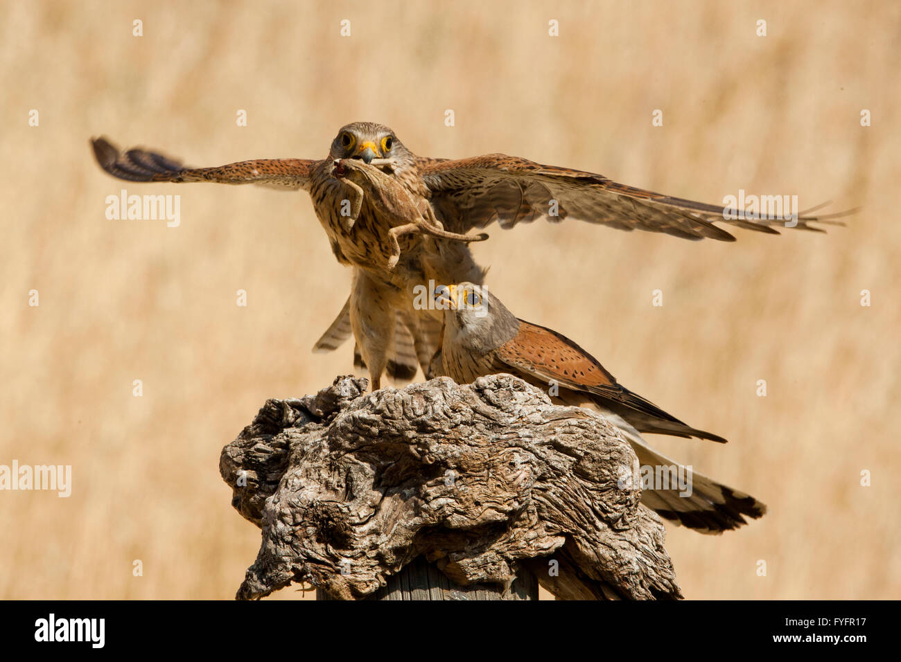 Faucon crécerelle (Falco tinnunculus) femelle vole au loin avec un caméléon surprise par le mâle. Cet oiseau de proie est un membre de la fa Banque D'Images