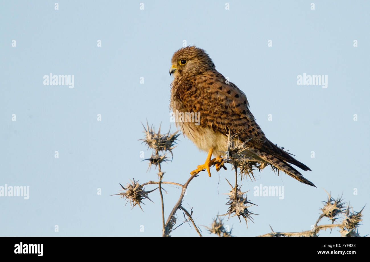 Faucon crécerelle (Falco tinnunculus) perché sur une branche. Cet oiseau de proie est un membre de la famille falcon (Falconidae). C'est w Banque D'Images