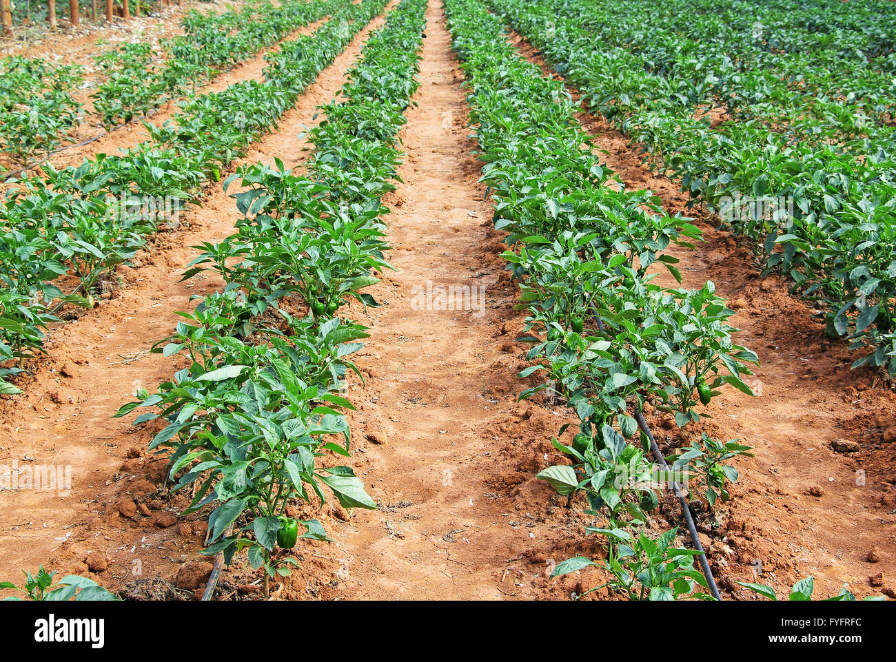 Capsicum plantes avec le mûrissement des fruits verts en culture terrain en Inde. Aussi connu comme le poivron, le poivron rouge et le poivron vert Banque D'Images