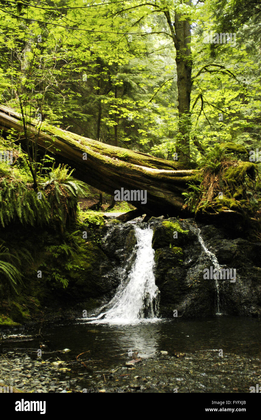 Creek dans Moran State Park, Orcas Est., WA Banque D'Images