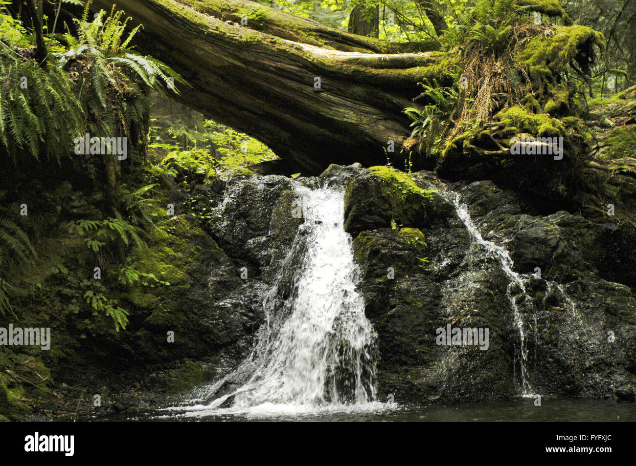 Flux, Orcas Island, WA Banque D'Images