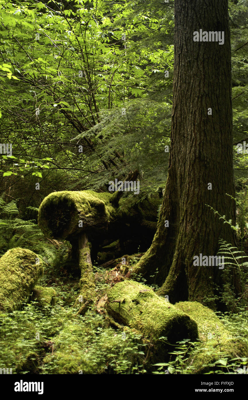 Scène forestière, Orcas Island Banque D'Images