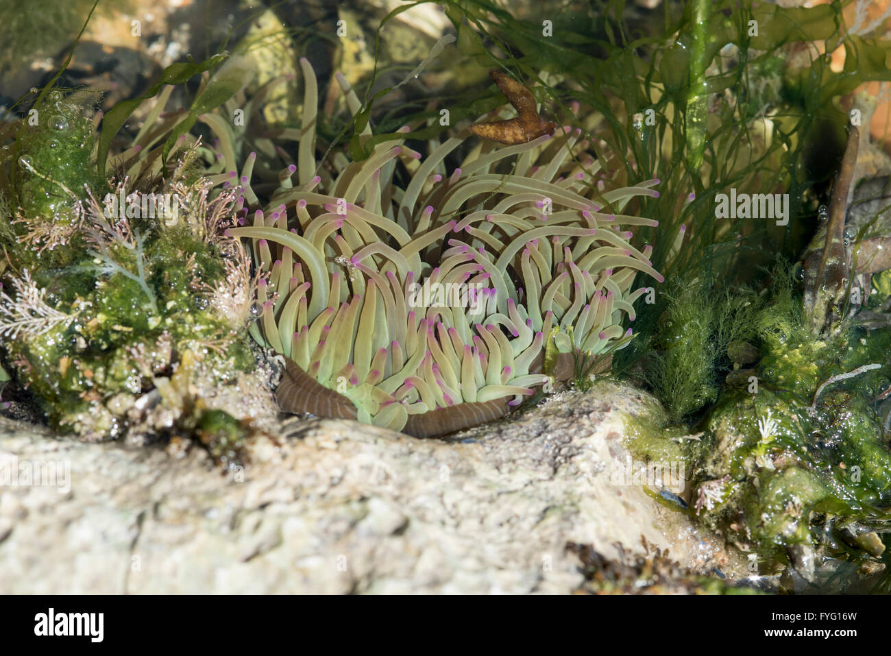 Un Snakelocks Anemone dans un pool de roches au large de la côte du Sussex Banque D'Images