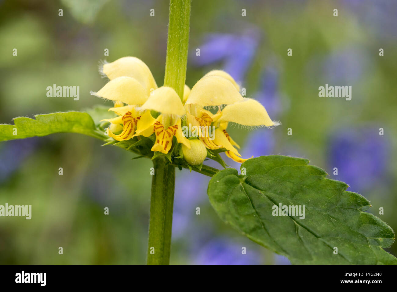 Fleurs jaune d'Archange en bois de Plumpton Banque D'Images