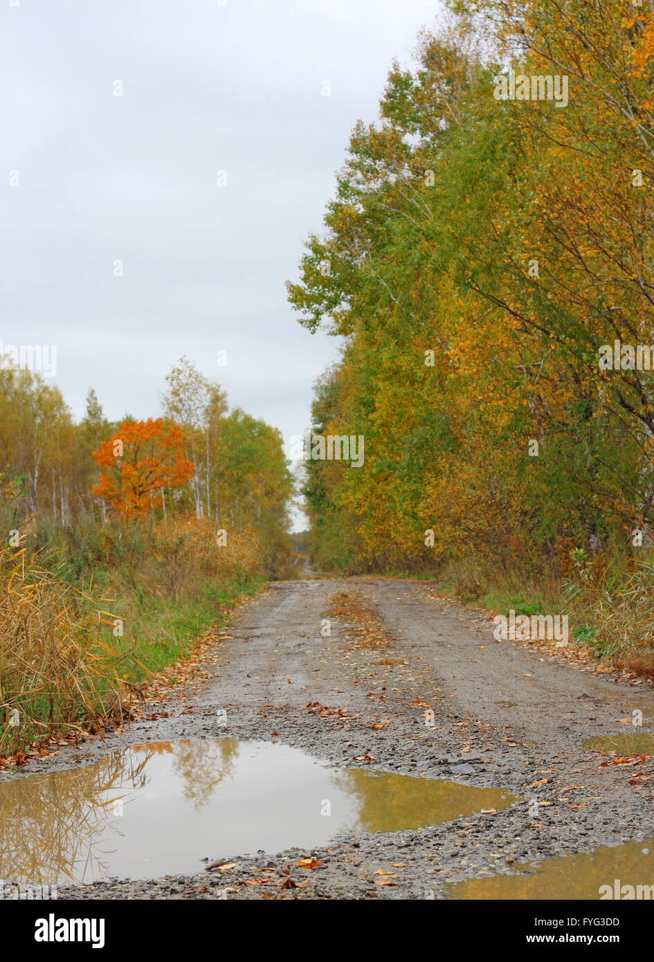 Paysage d'automne et chemin de terre avec une flaque d'eau après la pluie Banque D'Images