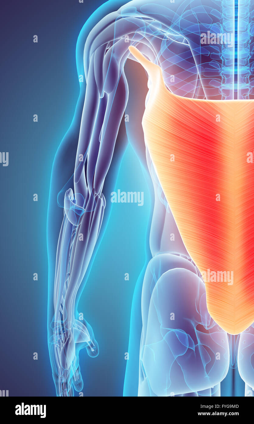 3D illustration de latissimus dorsi, partie de l'anatomie musculaire. Banque D'Images