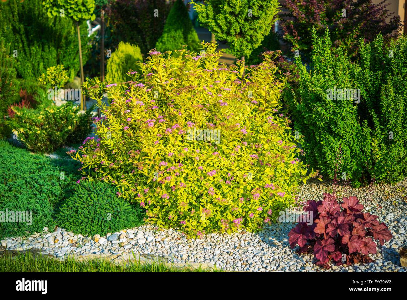 Printemps des plantes de jardin. Plantes de jardin de rocaille photo gros plan. Banque D'Images