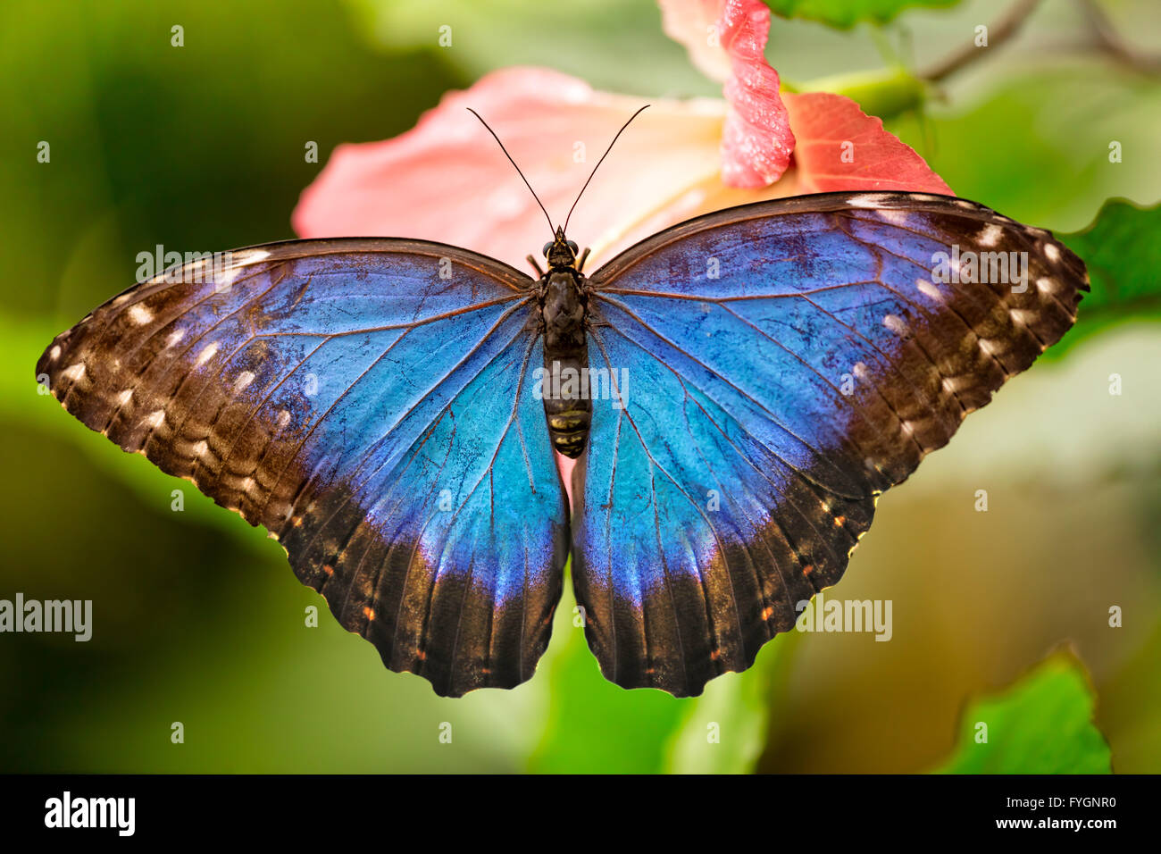 Closeup macro photo de Blue Morpho Peleides papillon sur feuille, faible profondeur de champ Banque D'Images