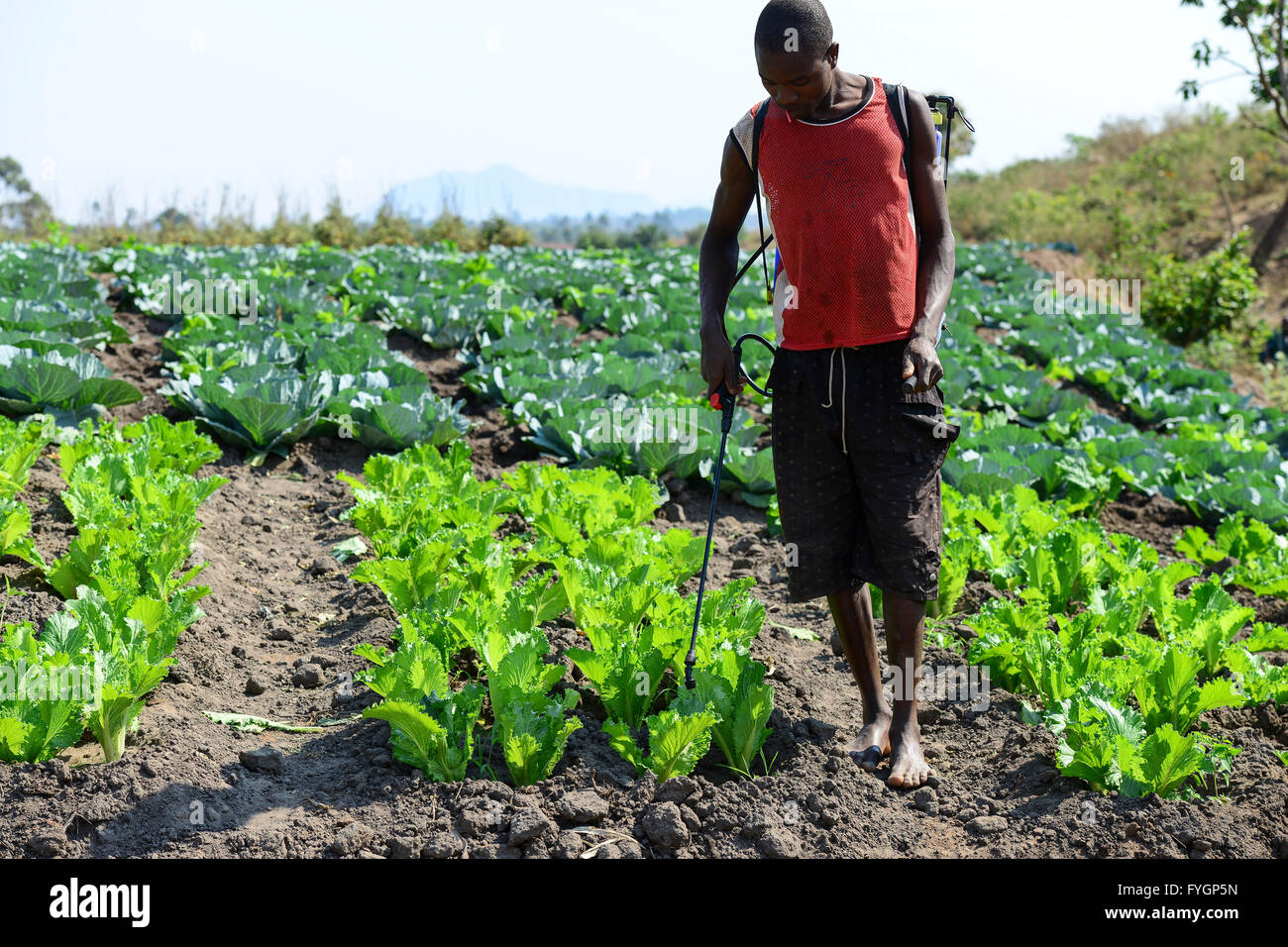 Le MALAWI, Thyolo, village, samuti agriculteur pulvérise les pesticides de synthèse avec l'ensemble de pompe mobile et bouteille de champ de choux et salade Banque D'Images