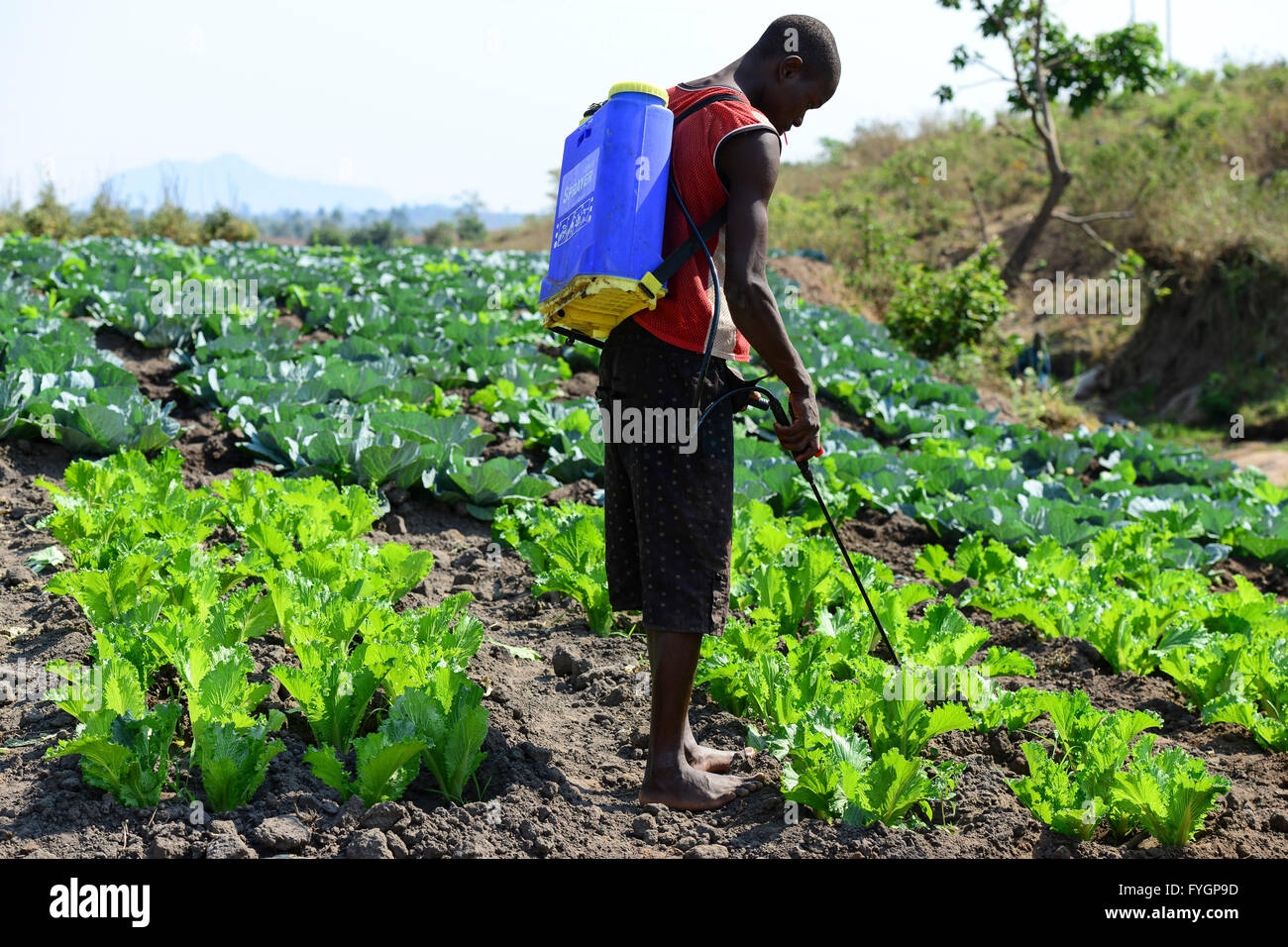 Le MALAWI, Thyolo, village, samuti agriculteur pulvérise les pesticides de synthèse avec l'ensemble de pompe mobile et bouteille de champ de choux et salade Banque D'Images