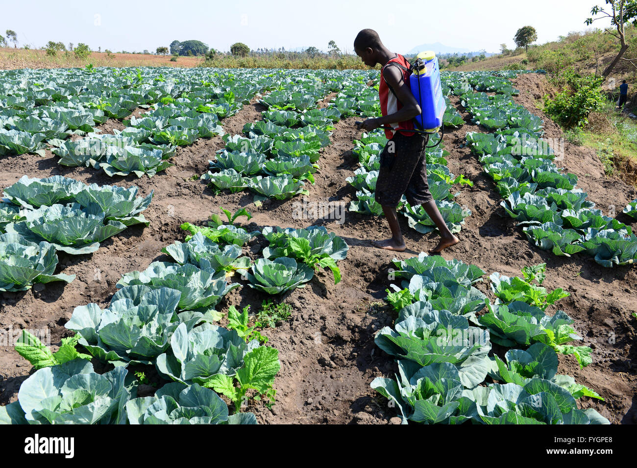 Le MALAWI, Thyolo, village, samuti agriculteur pulvérise les pesticides de synthèse avec l'ensemble de pompe mobile et bouteille de champ de choux et salade Banque D'Images