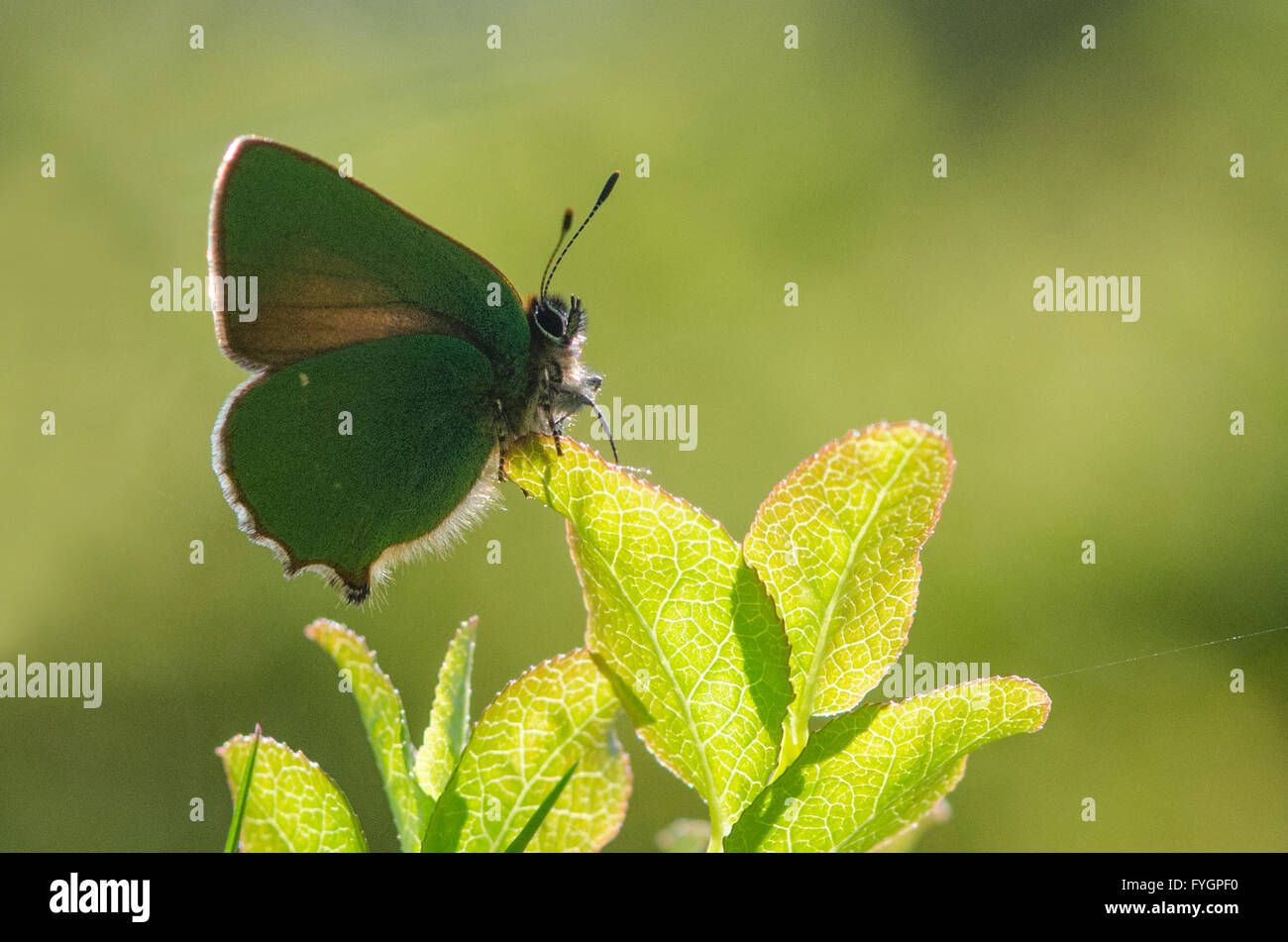 Green Hairstreak papillon sur la Myrtille Banque D'Images