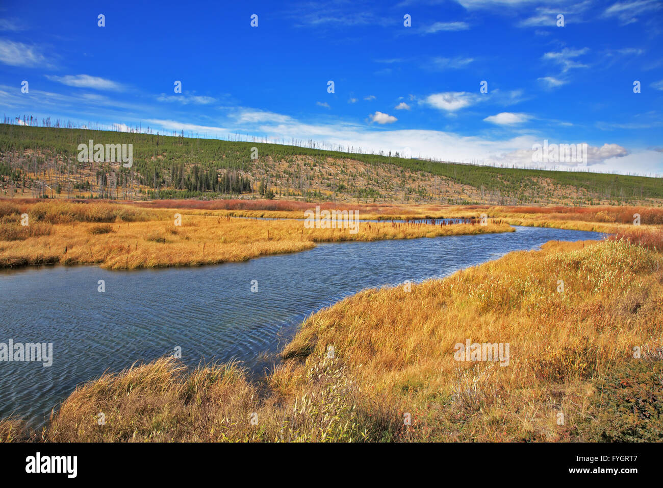 L'herbe jaune et un ruisseau dans le parc national de Yellowstone Banque D'Images