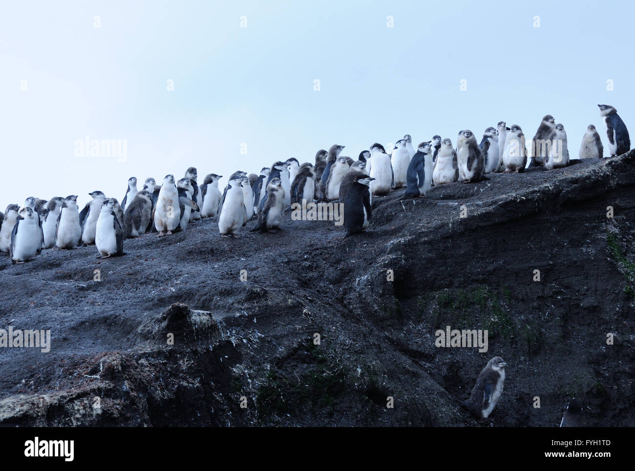 Les jeunes et adultes en mue Gamla (Pygoscelis antarctica) debout sur le sable volcanique noire dans leur colonie de nidification. Banque D'Images
