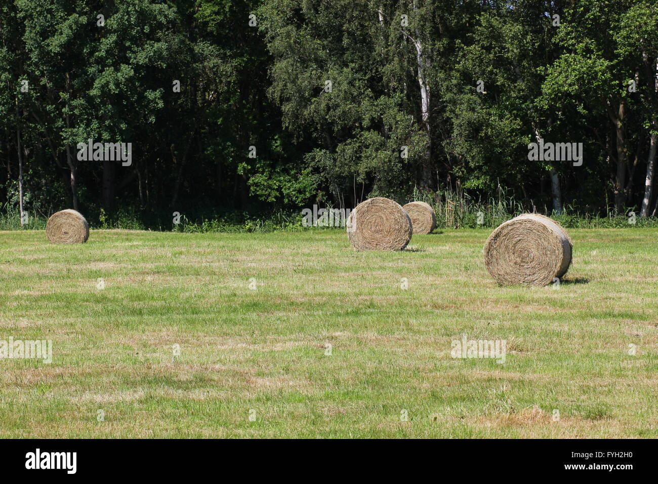 Quelques bottes de foin dans un pré fauché. Banque D'Images