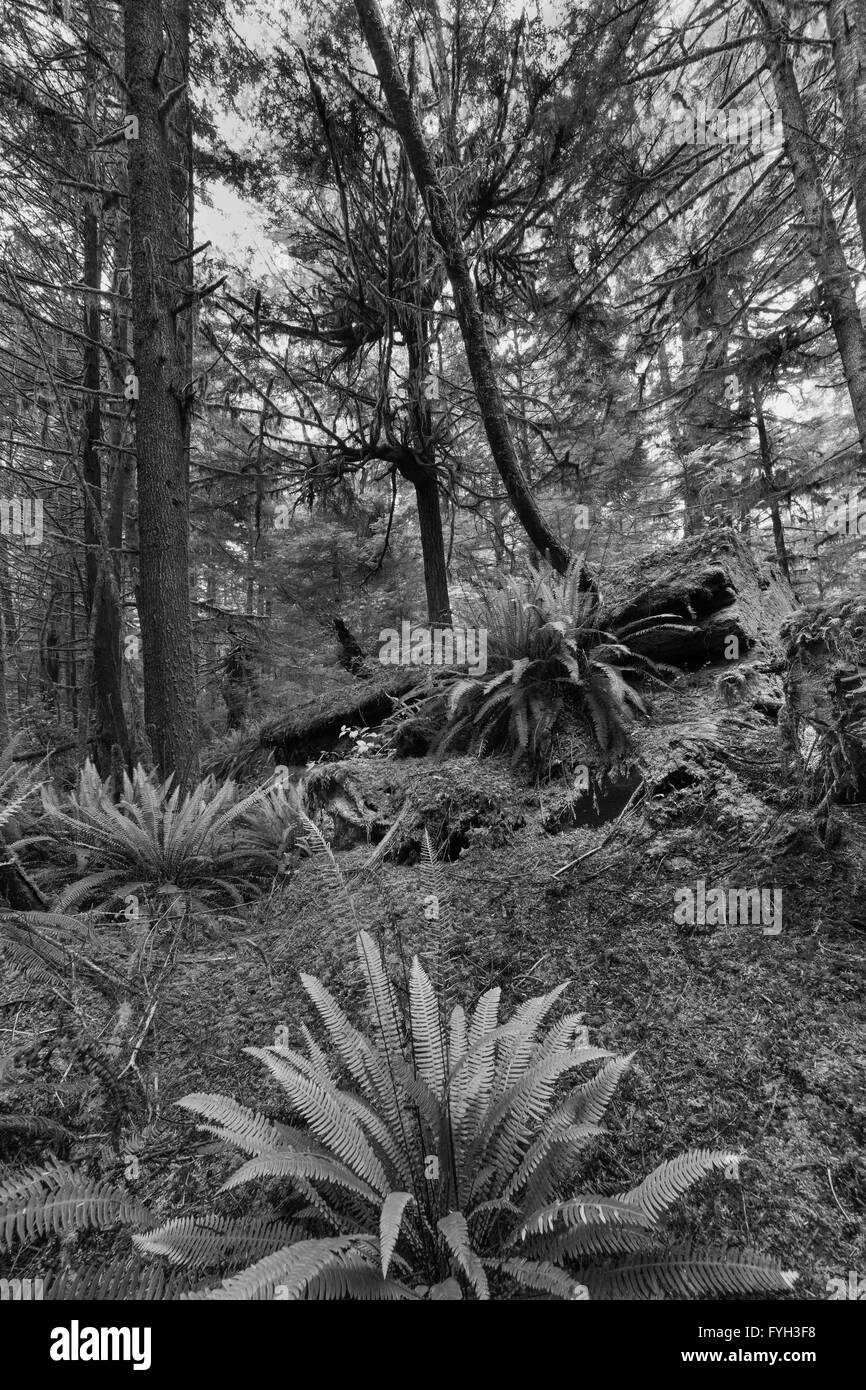 Scène de la forêt avec le sentier, de mousses et de fougères, BW, parc national Pacific Rim, Tofino, Colombie-Britannique Banque D'Images