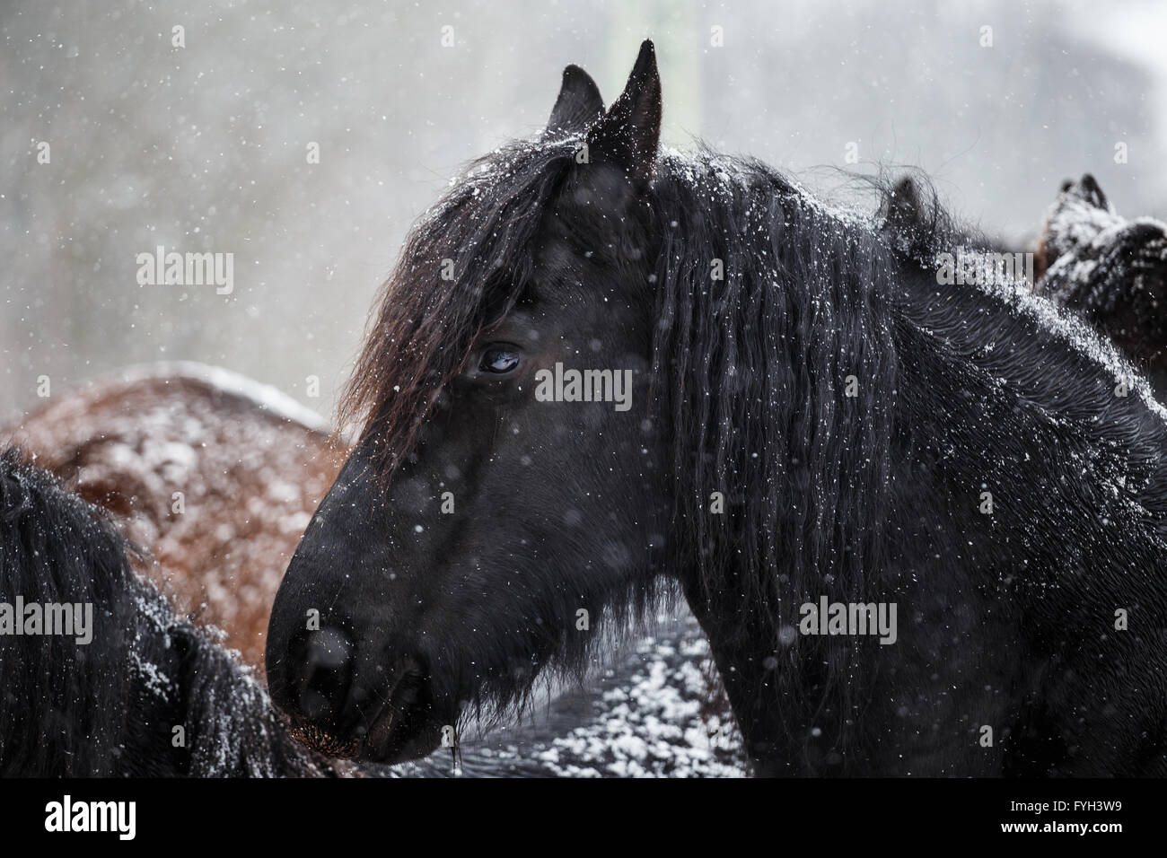 Cheval frison et de neige Banque D'Images