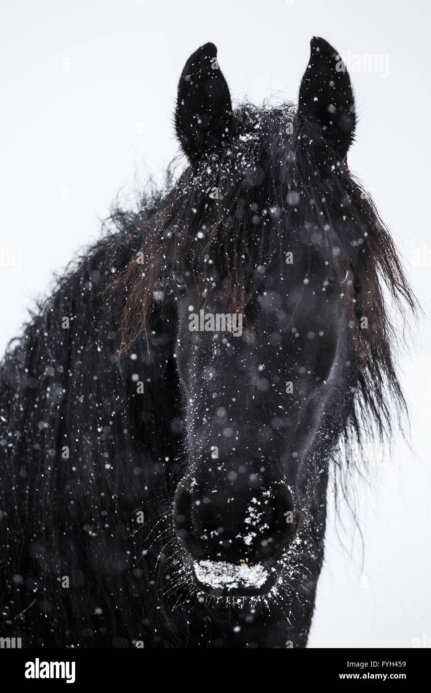 Cheval frison et de neige Banque D'Images