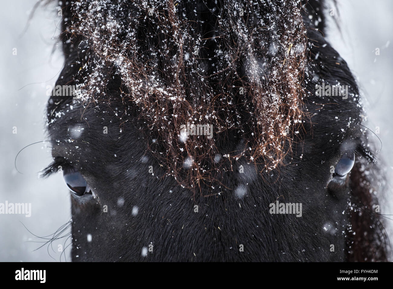 Cheval frison et le détail des yeux, l'hiver Banque D'Images