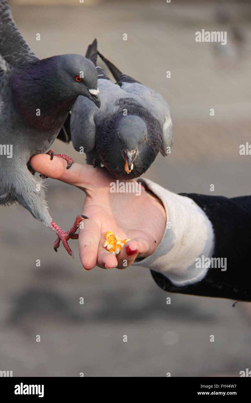Les pigeons manger de la main de femme Banque D'Images