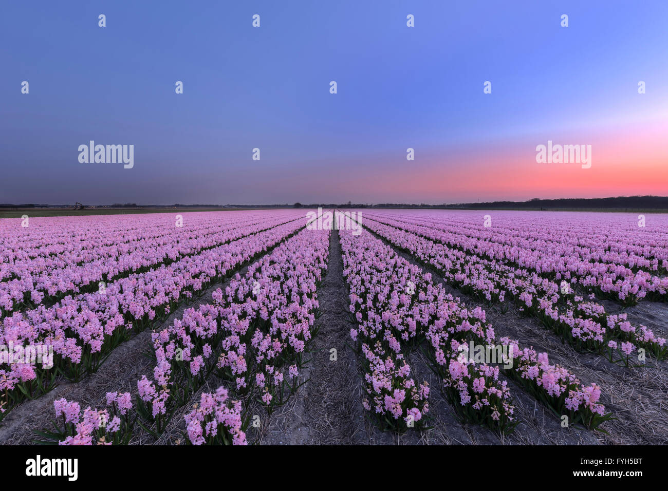 Beau lever de soleil par un champ Jacinthe aux Pays-Bas au printemps. Banque D'Images