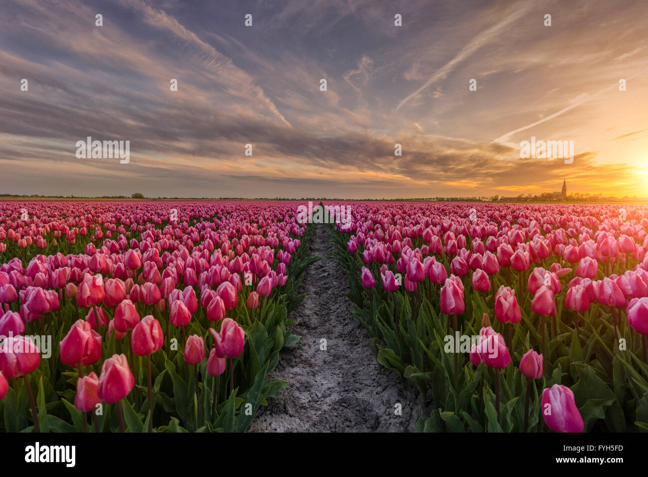 Coucher du soleil par un beau champ de tulipes aux Pays-Bas au printemps. Banque D'Images