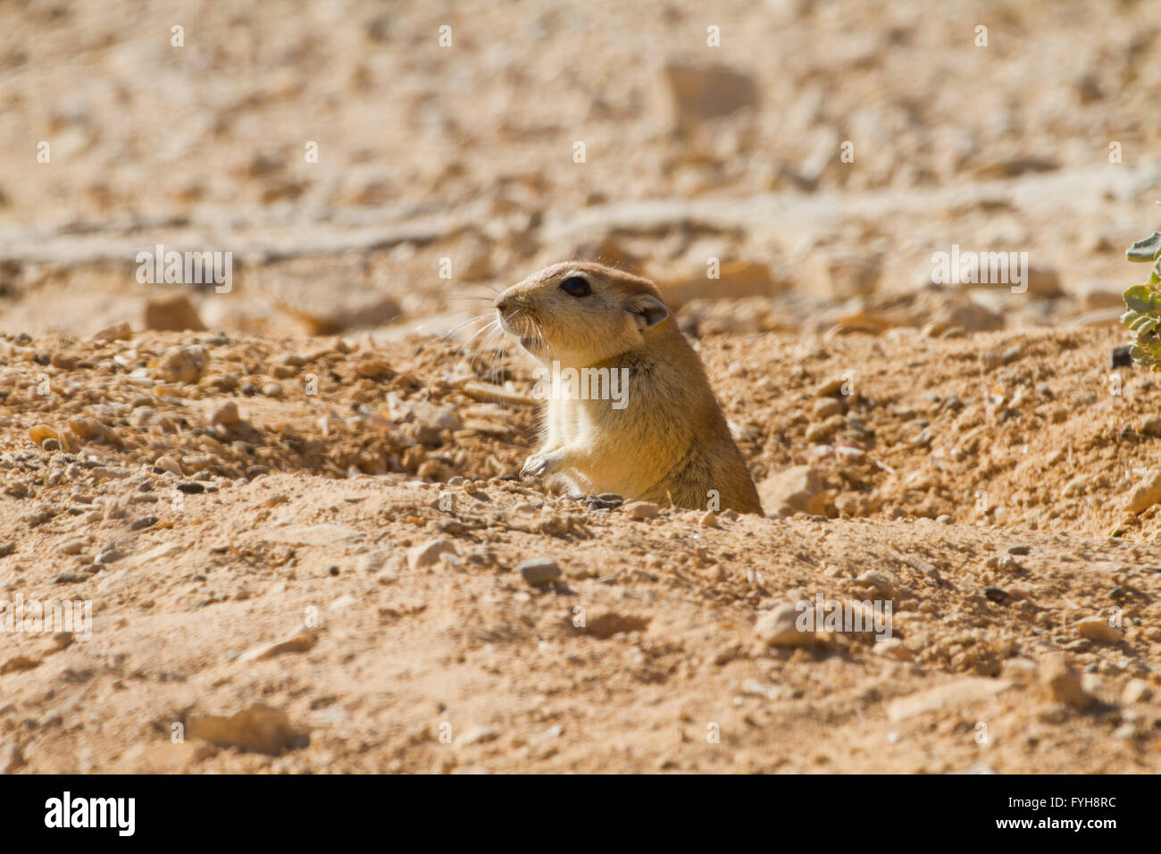 Sable gras (rat Psammomys obesus). Ce rongeur terrestre se trouve principalement en Afrique du Nord et Moyen-Orient, allant de Mauri Banque D'Images