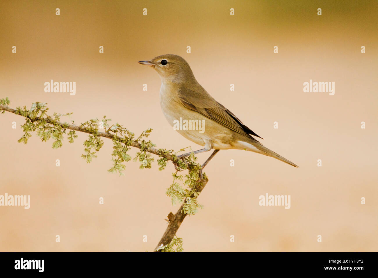 Fauvette des jardins (Sylvia borin) hivernant en Israël. Photographié sur le désert du Néguev, Israël, Bush Banque D'Images