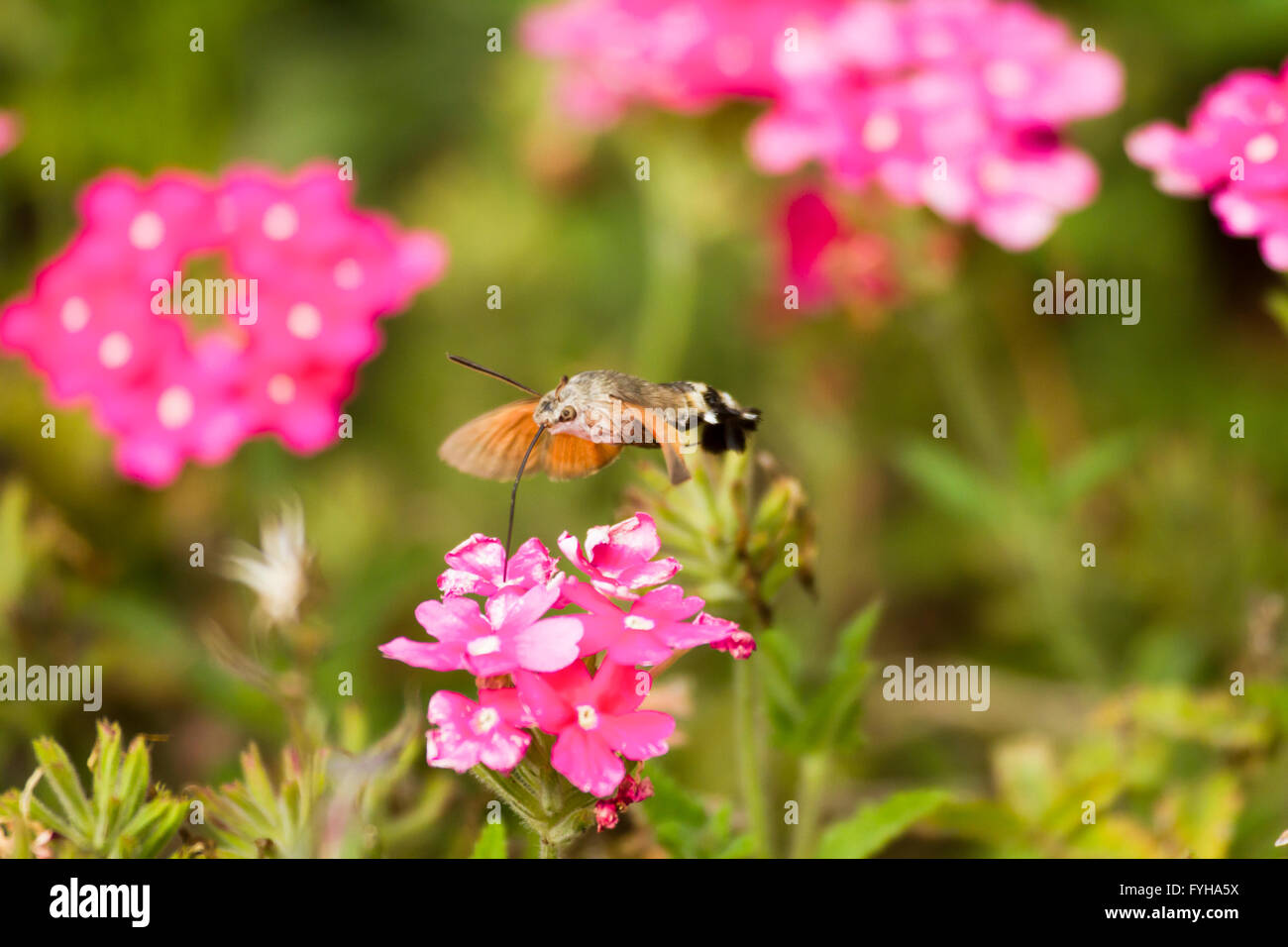 Hummingbird hawk moth (Macroglossum stellatarum) (aussi Hummingmoth) se nourrissent d'une fleur. Cette grande espèce de souris, créant un humm Banque D'Images