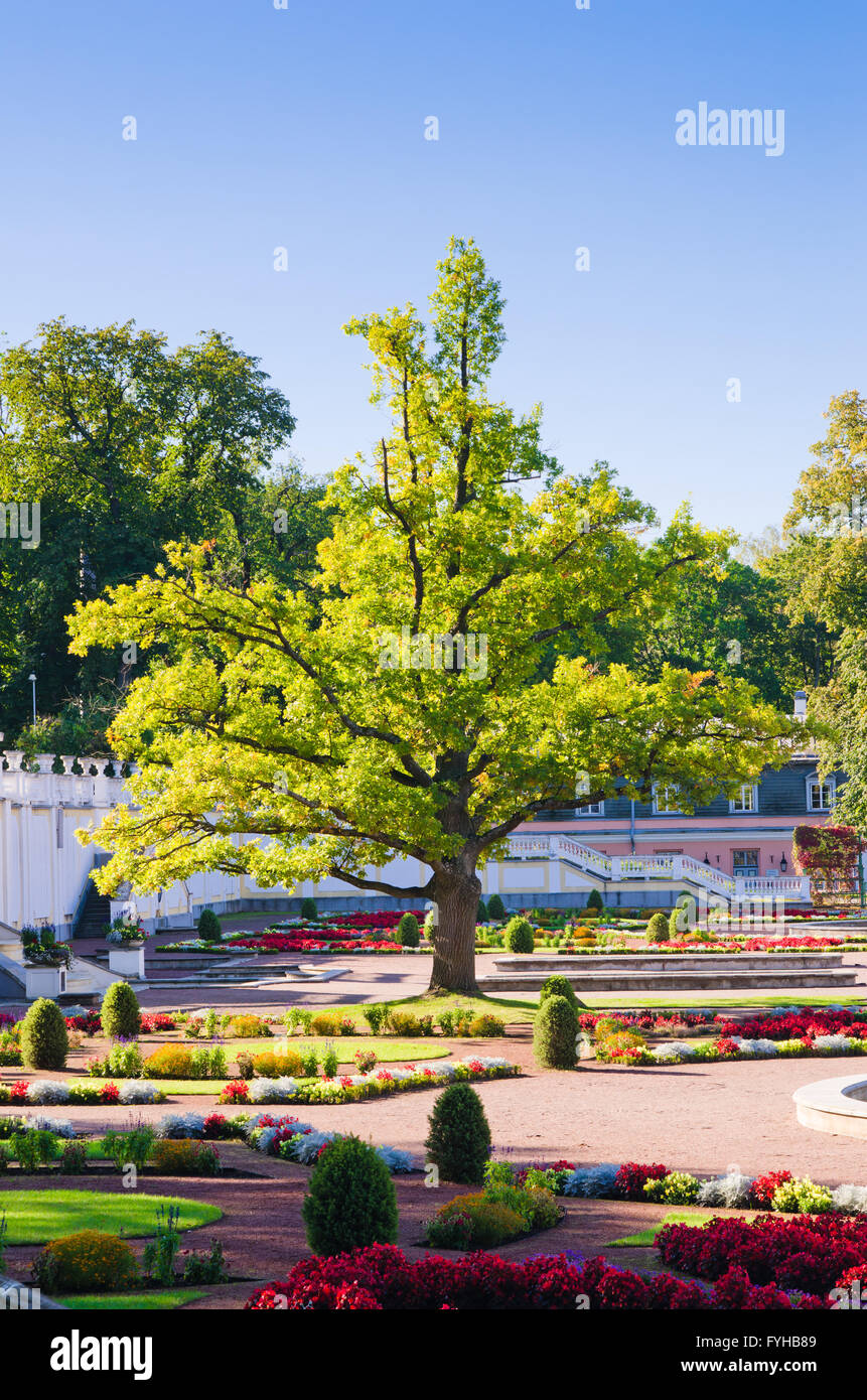 Chêne de l'heure des grands Peter dans park The Kadriorg. Tallinn Banque D'Images