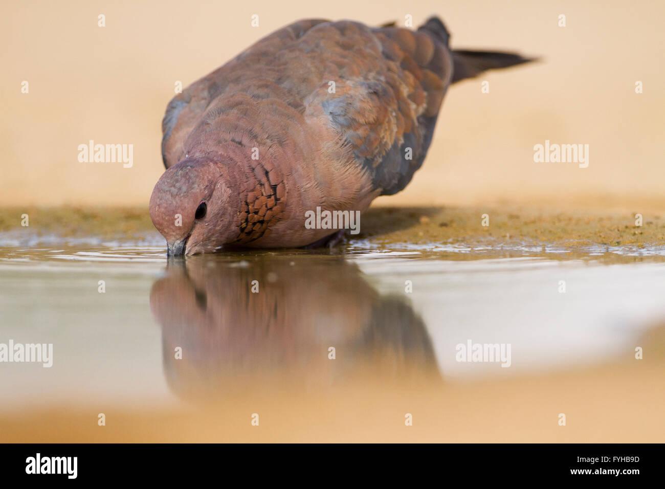Laughing Dove (Spilopelia senegalensis) de l'eau potable dans le désert, désert du Néguev, en Israël. Le laughing Dove est un résident commun Banque D'Images