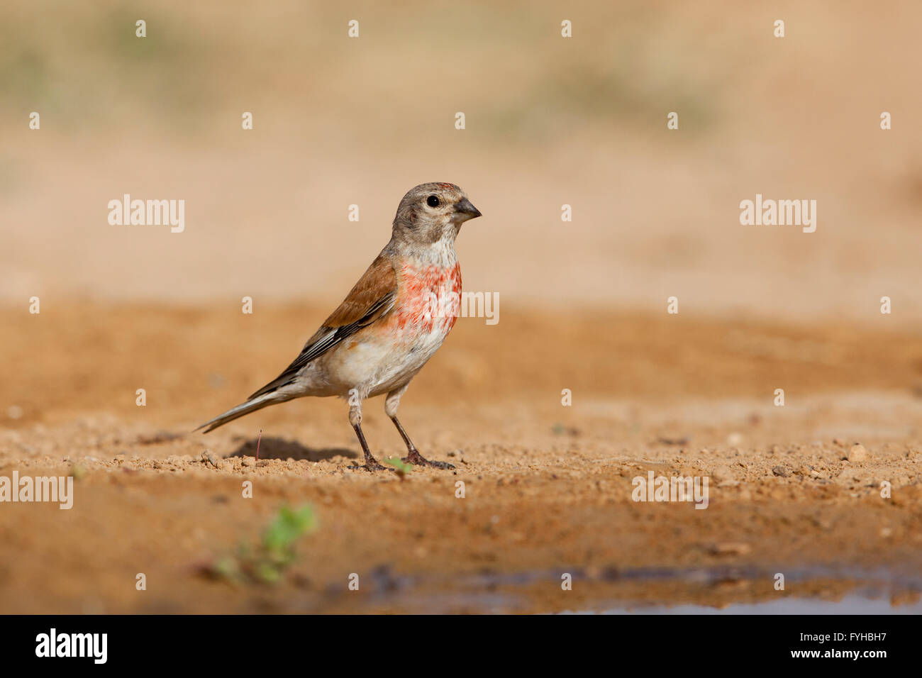 (Carduelis cannabina Linnet commune) près d'une flaque d'eau dans le désert du Néguev, Israël, Banque D'Images