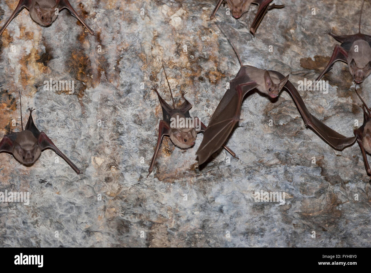 Mouse-Tailed moindre (Bat) sur un hardwickii Rhinopoma pariétales, photographiés sur le plateau du Golan, Israël Banque D'Images