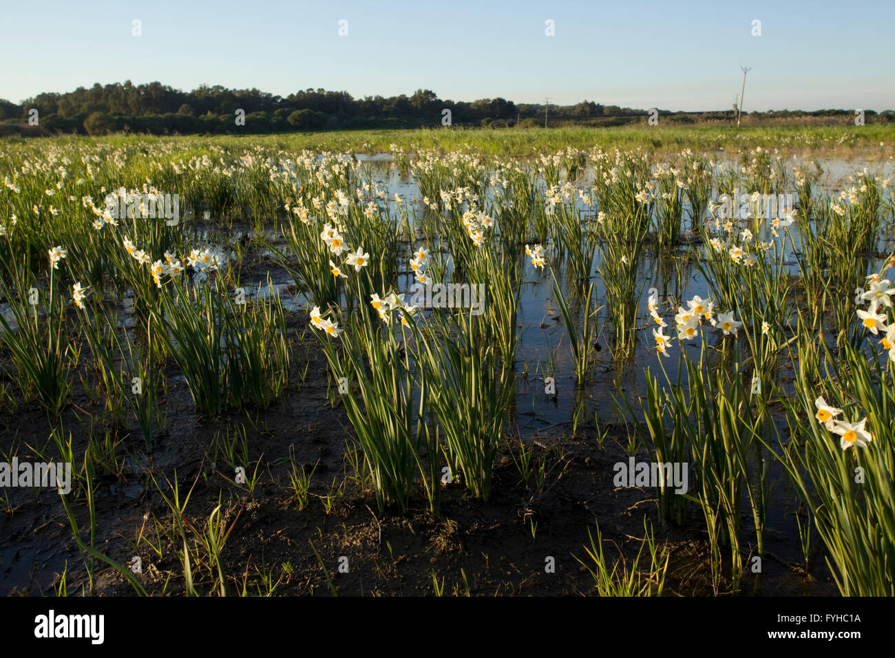 (Narcissus tazetta Paperwhite, bouquet fleur Narcisse, sacré chinois Lily, Joss fleur) dans un marais, Israël Banque D'Images