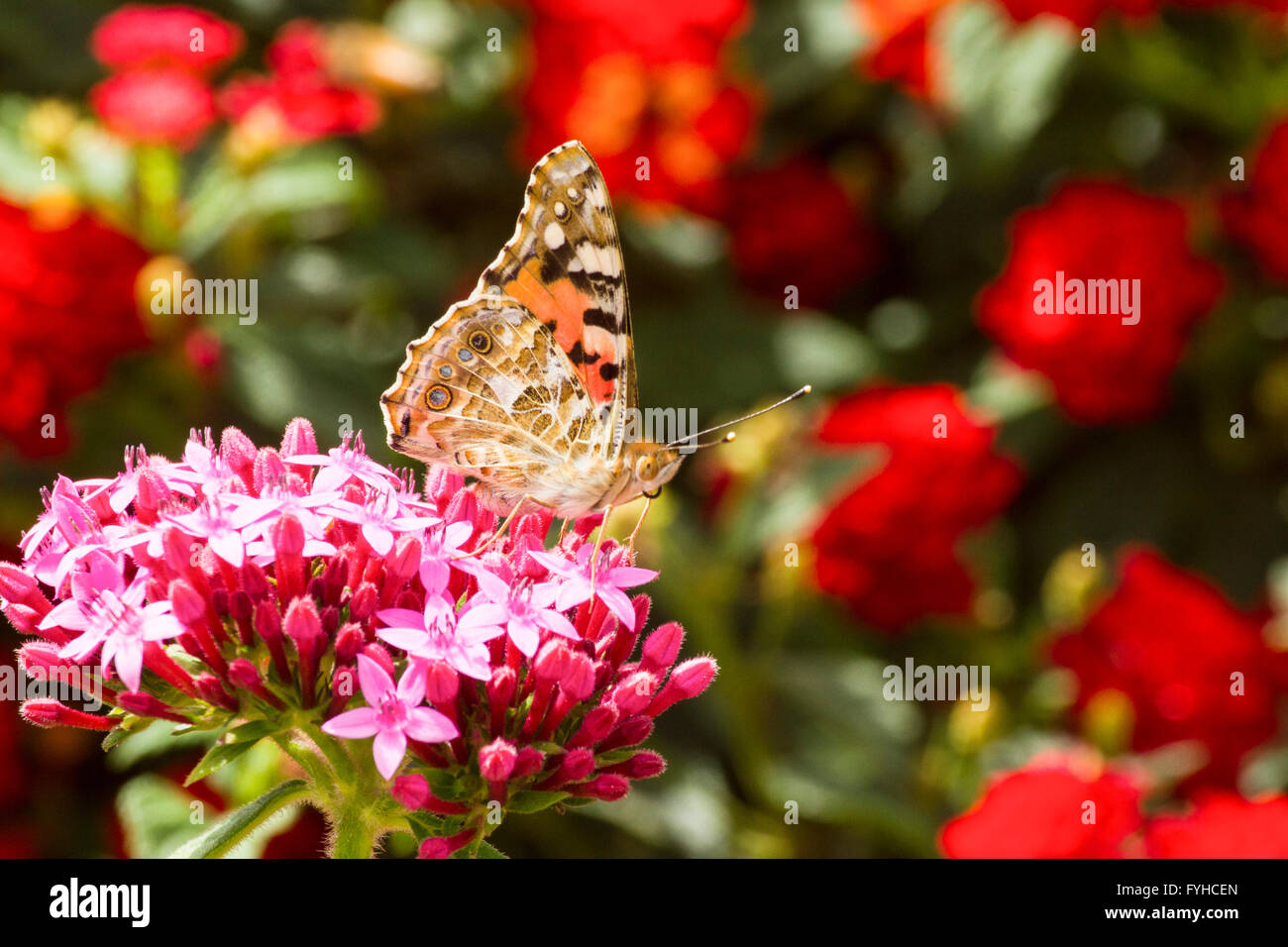 La belle dame (Vanessa cardui) Ce papillon se trouve en Europe, en Afrique du nord, et en Asie occidentale. Photographié en Israël, Wint Banque D'Images