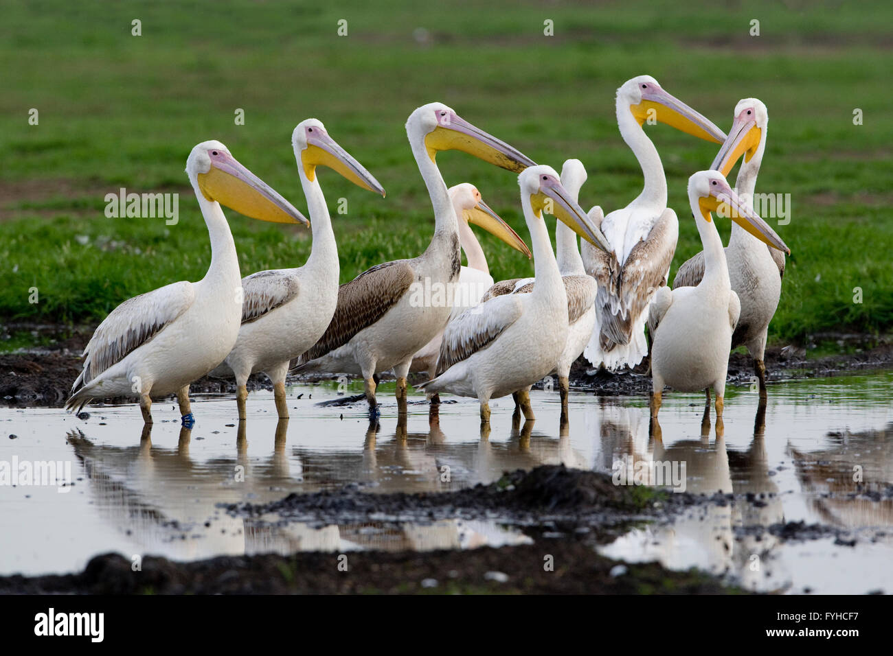Grand Pélican blanc (Pelecanus onocrotalus) troupeau dans l'eau, Israël, vallée hulla Banque D'Images