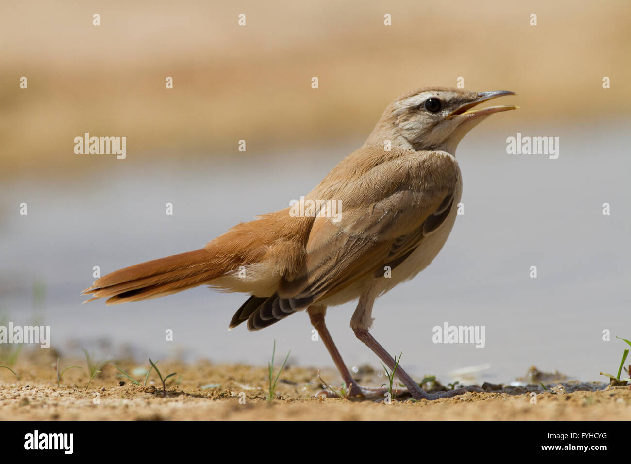 Bush roux Cercotrichas galactotes (Robin) près de l'eau, désert du Néguev, Israël Banque D'Images