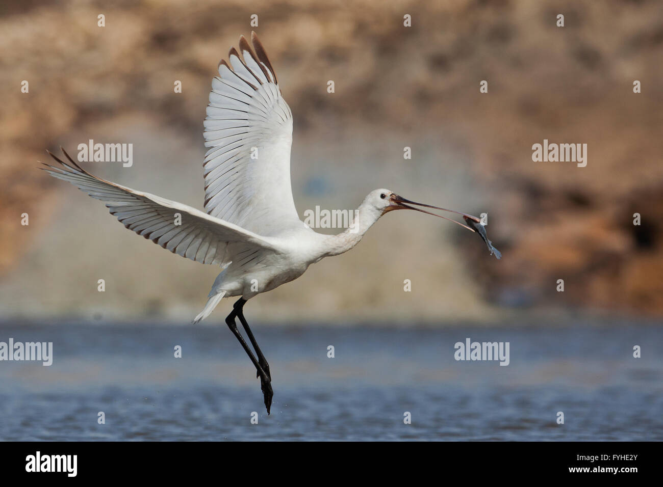 Spatule blanche Platalea leucorodia (commune) avale un poisson, l'Israël Banque D'Images