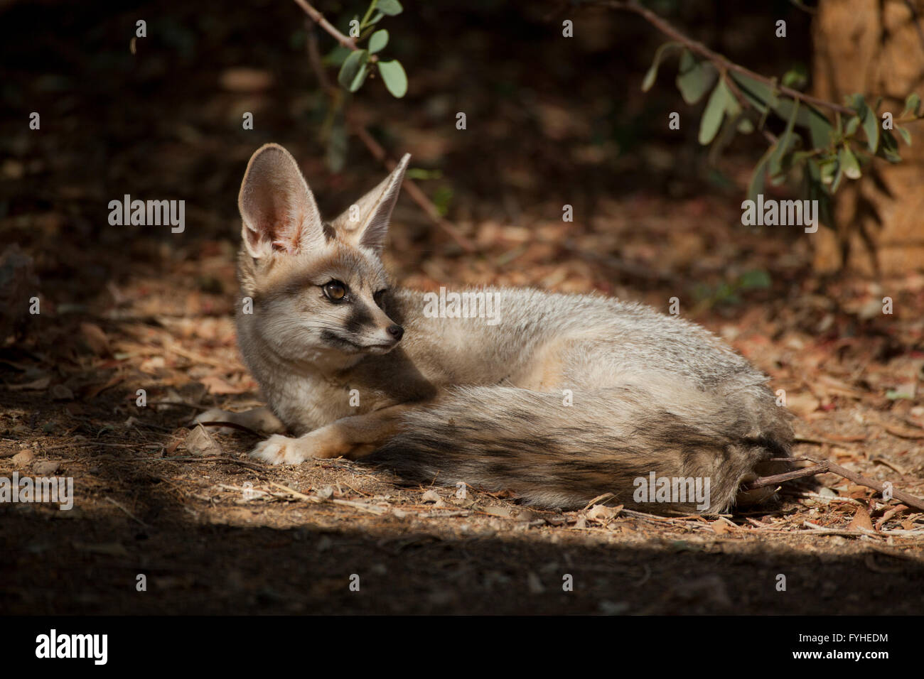 Israël, désert du Néguev, Blanford's Fox (Vulpes cana) un petit fox que l'on trouve dans certaines régions du Moyen-Orient. Banque D'Images