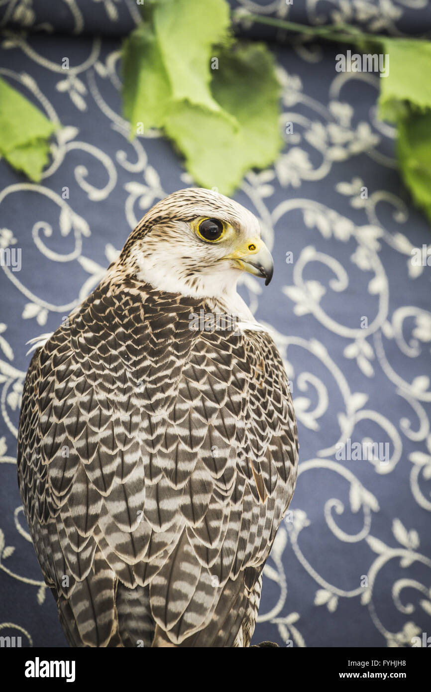 Peregrine, Falcon, oiseaux, faune concept médiéval Banque D'Images