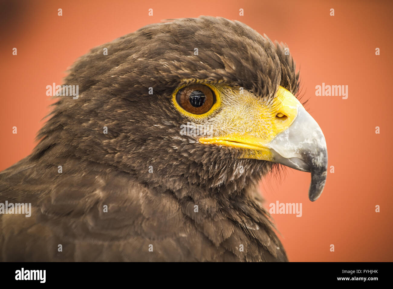 Black Eagle Head, European bird Banque D'Images