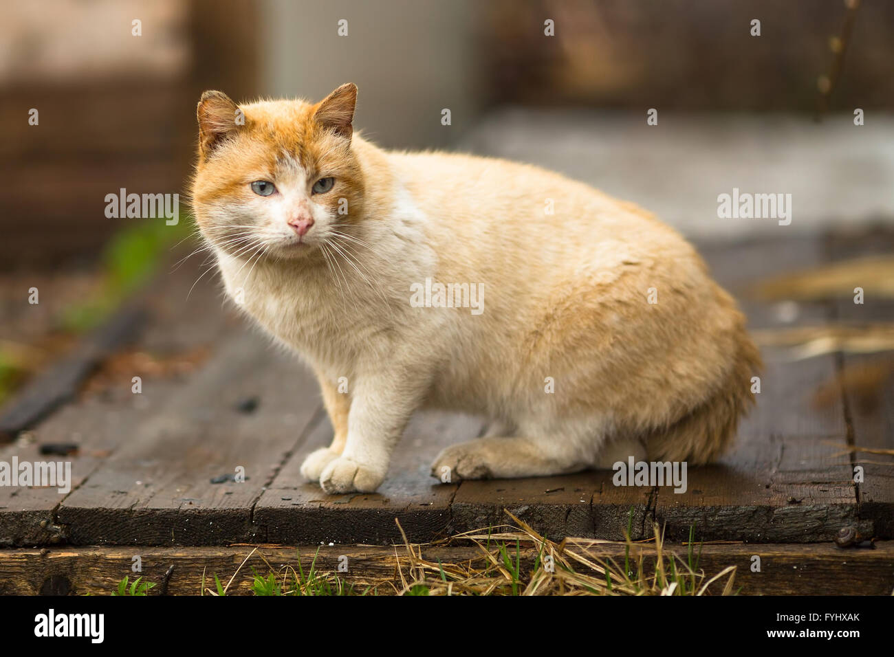 Chat rouge dans la cour. Banque D'Images