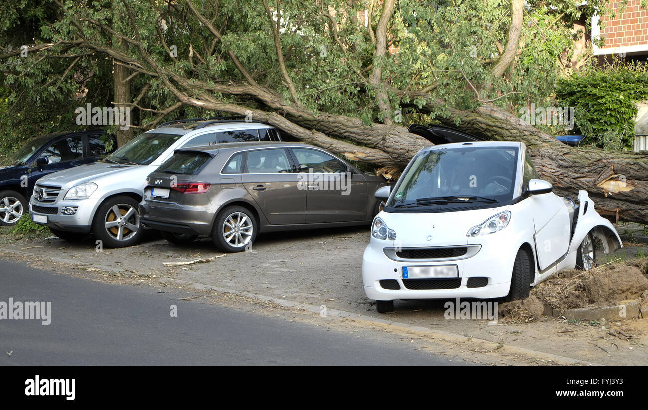 Voitures endommagées dans les troncs des arbres Banque D'Images