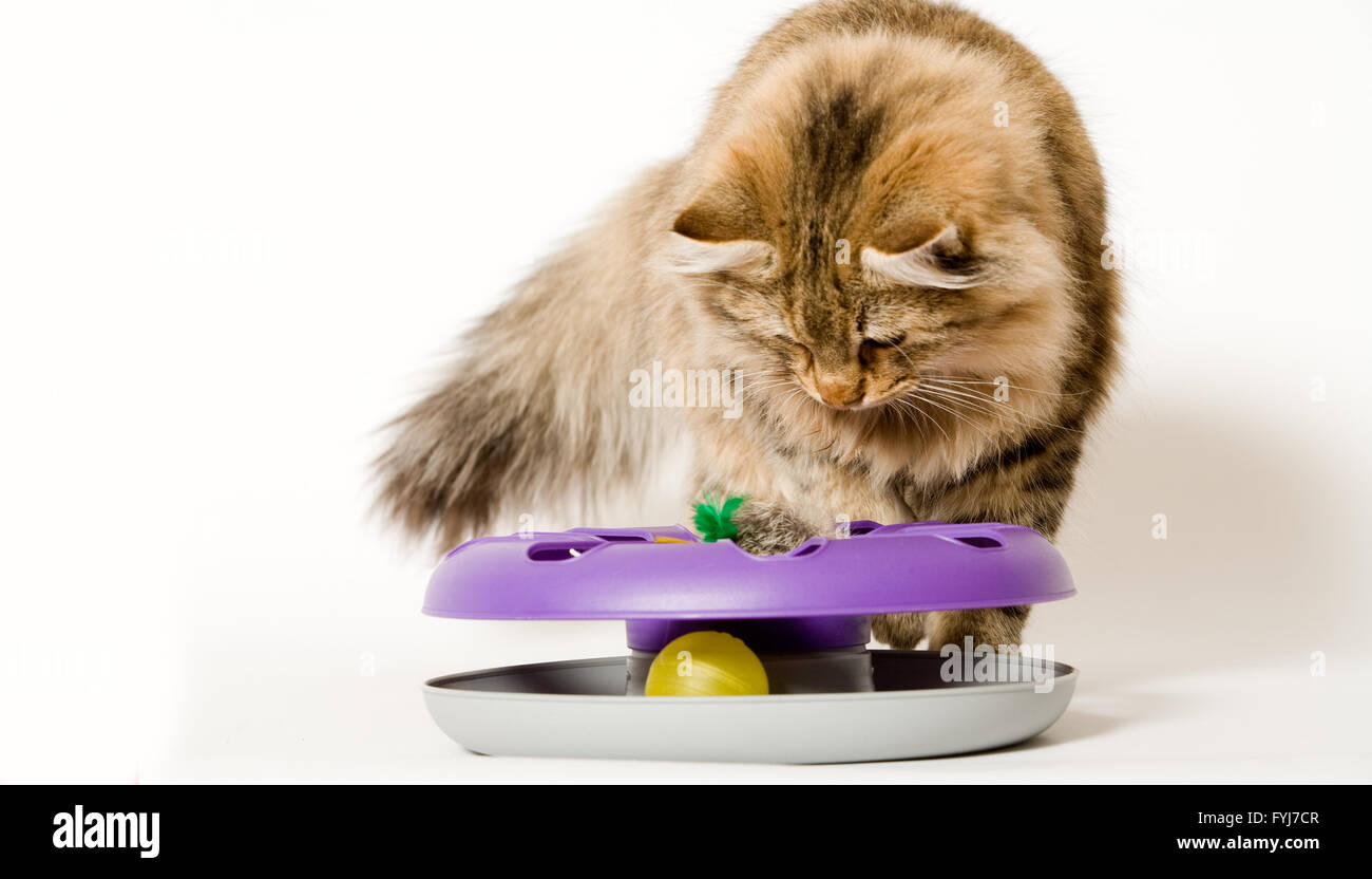 Jeune chat joue avec son jouet Banque D'Images