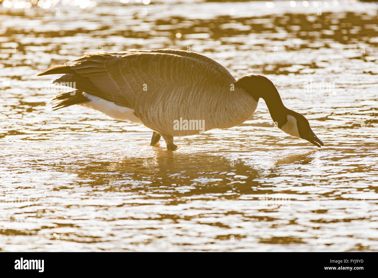 La Bernache du Canada, Branta candensis) (Rio Grande, à Albuquerque, New Mexico, USA Banque D'Images