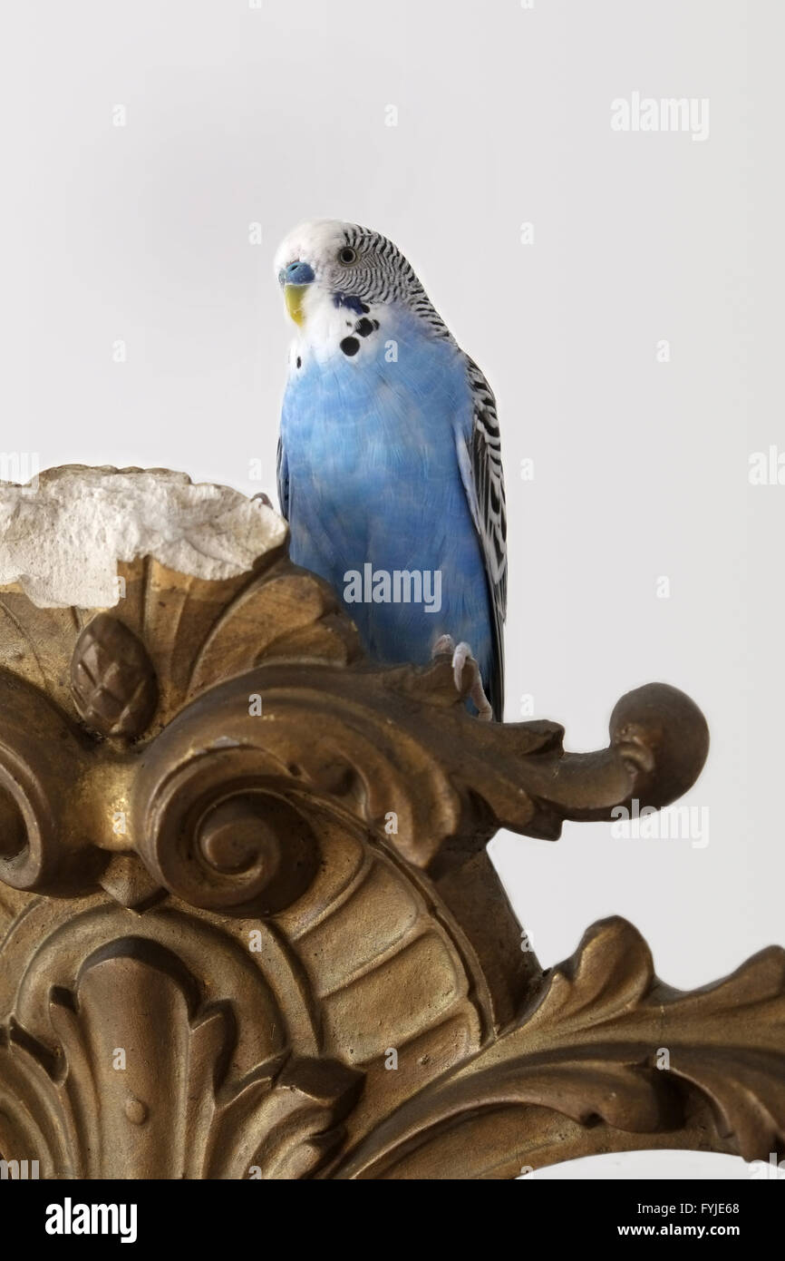 Perruche bleu-blanc Banque D'Images