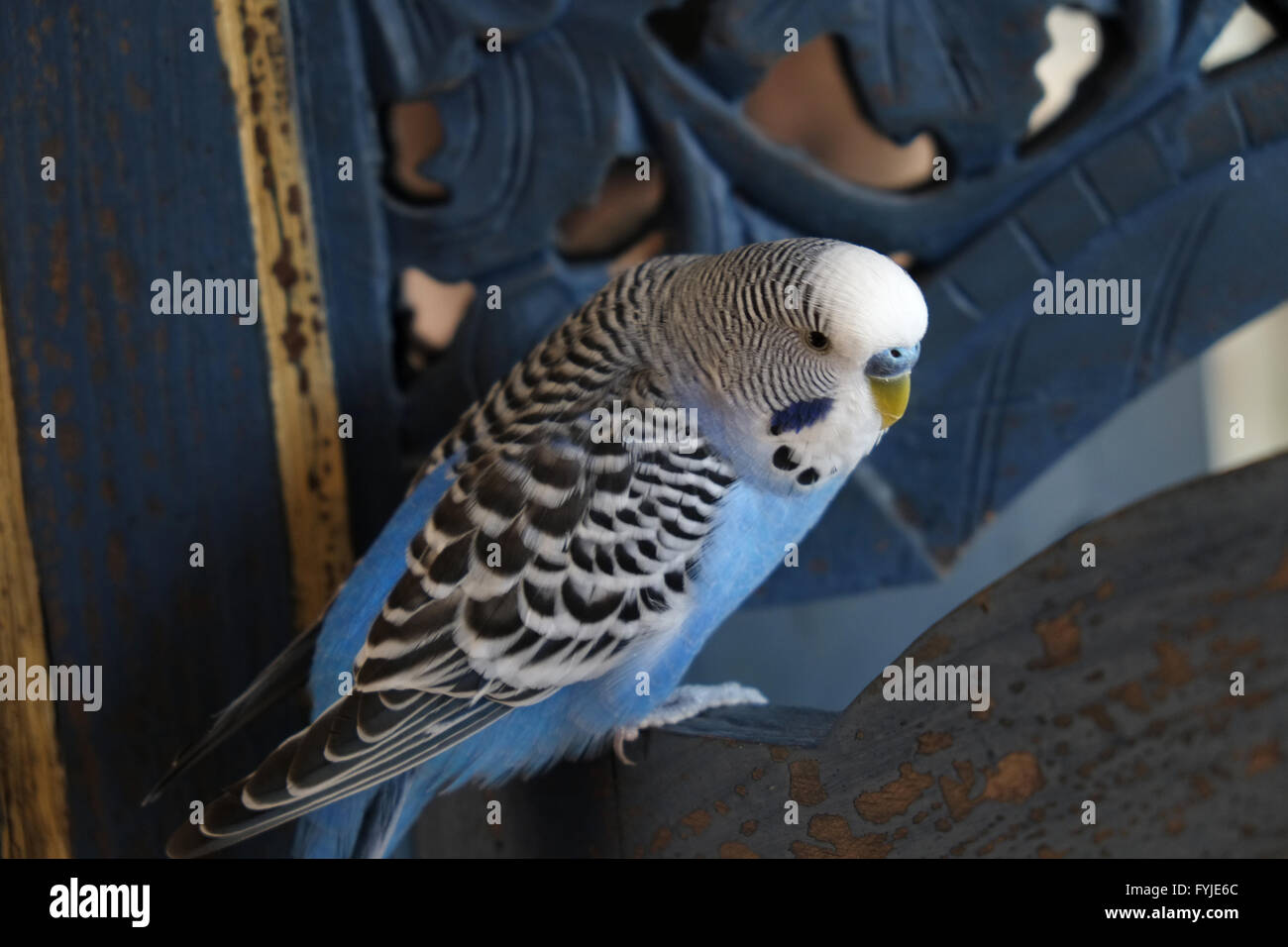 Perruche bleu-blanc Banque D'Images