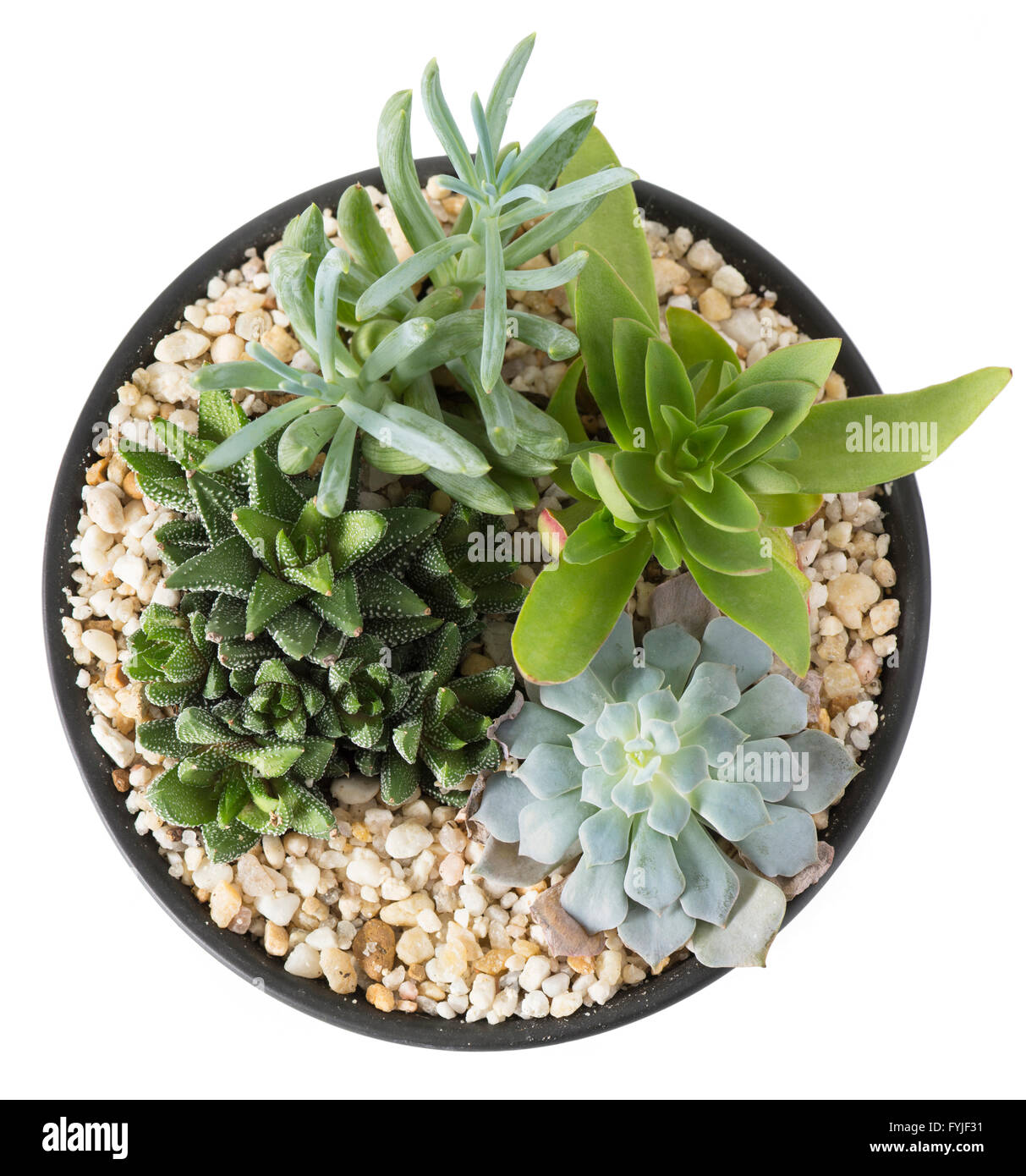 Vue aérienne d'une plante d'intérieur jardin avec plantes succulentes, dans un pot avec des pierres isolé sur blanc. Banque D'Images