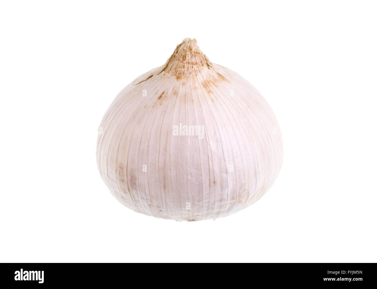 Seul frais gousse d'ail, aussi connu sous le nom de pearl ou l'Ail Ail en solo, est une variété d'indigènes du sud une saucisse végétarienne traditionnelle galloise de E Banque D'Images