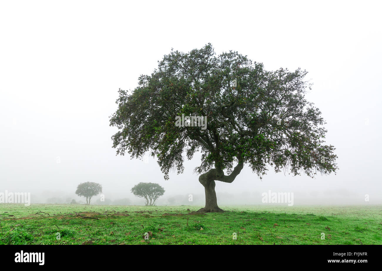 Paysage humide avec Lonely Tree dans la brume matinale Banque D'Images